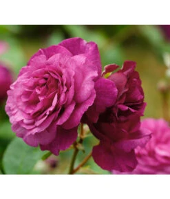 Beetrose 'Kaffe Fassett®' -Ecopots Garten Geschaft 7988181 PR DE 001 EdelroseKaffeFassettTantau