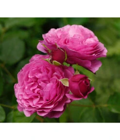 Ecopots Garten Geschaft -Ecopots Garten Geschaft 7988181 PR DE 002 EdelroseKaffeFassettTantau