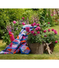Beetrose 'Kaffe Fassett®' -Ecopots Garten Geschaft 7988181 PR DE 003 EdelroseKaffeFassettTantau