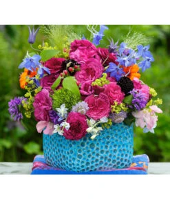 Beetrose 'Kaffe Fassett®' -Ecopots Garten Geschaft 7988181 PR DE 004 EdelroseKaffeFassettTantau