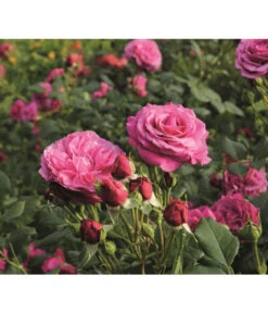 Beetrose 'Kaffe Fassett®' -Ecopots Garten Geschaft 7988181 PR DE 006 EdelroseKaffeFassettTantau