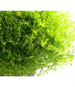 Sternmoos-Duo -Ecopots Garten Geschaft 8007429 PR DE 001 SternmoosSaginaTwinT13DehnerExpressHerzig