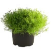 Sternmoos-Duo 2 Sternmoos-Duo -Ecopots Garten Geschaft 8007429 PR FS 001 SternmoosSaginaTwinT13DehnerExpressHerzig