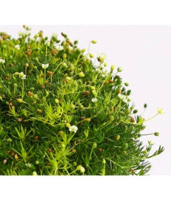 Sternmoos-Duo -Ecopots Garten Geschaft 8007429 WE DE 001 SaginaDehnerExpressHerzig