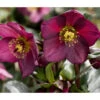 Schneerose 'Ice N' Roses® Red' - Helleborus Gold Collection® -Ecopots Garten Geschaft 8010969 PR DE 001 SchneeroseHelleborusRedRechteHeuger