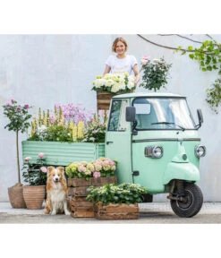 Hortensie - Hydrangea Macrophylla -Ecopots Garten Geschaft 8011413 WE MO 001 DelphiniumRomantikGarten