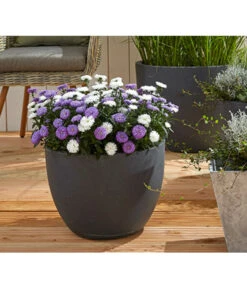 Glattblatt-Aster -Ecopots Garten Geschaft 8016081 PR MO 01 AsterNoviBelgiLilaDehner