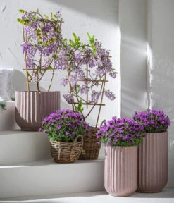 Schopf-Lavendel -Ecopots Garten Geschaft 8017014 7544026 WE MO 001 WisteriaBlauLavendel