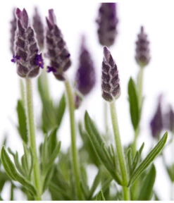 Schopf-Lavendel -Ecopots Garten Geschaft 8017014 WE DE 001 LavendelSchopflavendelLavandulaStoechasT13DehnerExpressZS