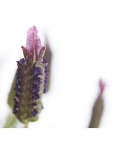Schopf-Lavendel -Ecopots Garten Geschaft 8017089 PR DE 001 LavendelStoechasLavandulaStoechasT18DehnerExpressHerzig