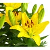 Lilie -Ecopots Garten Geschaft 8018194 WE DE 001 LiliumGelbLilieGelb3LDehnerExpressHerzig