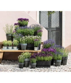 Lavendel 'Silver Sands' 8 Lavendel 'Silver Sands' -Ecopots Garten Geschaft 8022436 WE MO 001 LavendelDark 1