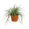 Weißbunte Japan-Segge 'Variegata' 2 Weißbunte Japan-Segge 'Variegata' -Ecopots Garten Geschaft 8026775 PR FS 001 CarexWeiss GruenT13SeggeDehnerExpressHerzig