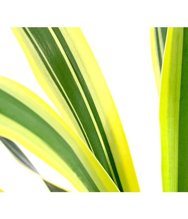 Gelbbunte Kerzen-Palmlilie 'Variegata' 3 Gelbbunte Kerzen-Palmlilie 'Variegata' – Bild 2