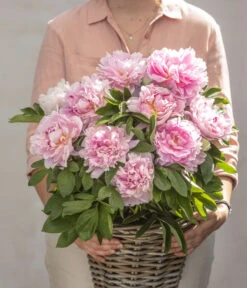 Edel-Pfingstrose, Verschiedene Sorten 10 Edel-Pfingstrose, Verschiedene Sorten -Ecopots Garten Geschaft 8037806 PR MO 02 PaeoniaRosaSarahBernardPfingstrosen GC07 2020 01