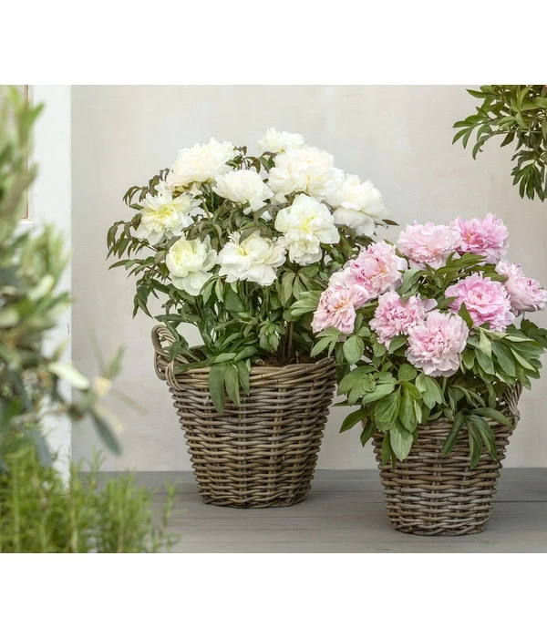 Edel-Pfingstrose, Verschiedene Sorten 5 Edel-Pfingstrose, Verschiedene Sorten – Bild 3