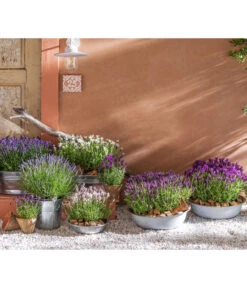 Neue Veröffentlichungen -Ecopots Garten Geschaft 8042962 WE MO 001 LavendelLavendula 1