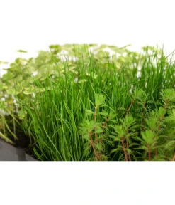 Wasserpflanzen-Set Sauerstoff, Verschiedene Sorten, 6er-Schale 7 Wasserpflanzen-Set Sauerstoff, Verschiedene Sorten, 6er-Schale -Ecopots Garten Geschaft 8048225 WE DE 001 WasserpflanzenSauerstoffSet6er