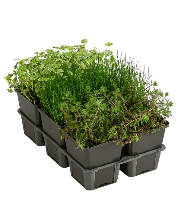 Wasserpflanzen-Set Sauerstoff, Verschiedene Sorten, 6er-Schale 3 Wasserpflanzen-Set Sauerstoff, Verschiedene Sorten, 6er-Schale