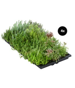 Dachbegrünungsmatte Mit Fetthenne, Verschiedene Sorten, 4-teilig