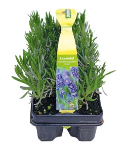 Duftlavendel, 6er-Schale -Ecopots Garten Geschaft 8072605 PR FS 001 Lavandula6erPackAllgreen