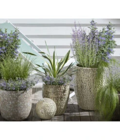 Gelbbunte Kerzen-Palmlilie 'Variegata' 6 Gelbbunte Kerzen-Palmlilie 'Variegata' -Ecopots Garten Geschaft 8090706 PR MO 002 StipaPonyTailsFedergrasKlimakuenstler GC12 2020