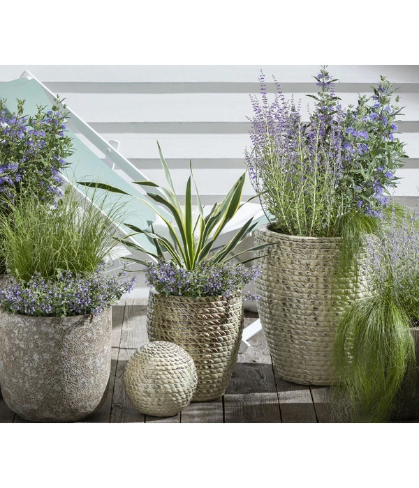 Gelbbunte Kerzen-Palmlilie 'Variegata' 4 Gelbbunte Kerzen-Palmlilie 'Variegata' – Bild 3