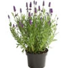 Lavendel -Ecopots Garten Geschaft 8092108 PR FS 001 LavandulaAngustifoliaLavendelT13DehnerExpressHerzig