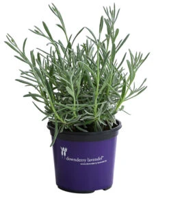 Neue Veröffentlichungen -Ecopots Garten Geschaft 8092769 WE FS 001 LavendelSilverSands