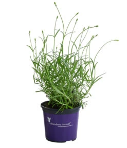 Neue Veröffentlichungen -Ecopots Garten Geschaft 8094070 WE FS 001 LavandulaAngustifoliaNO9LavendelT13