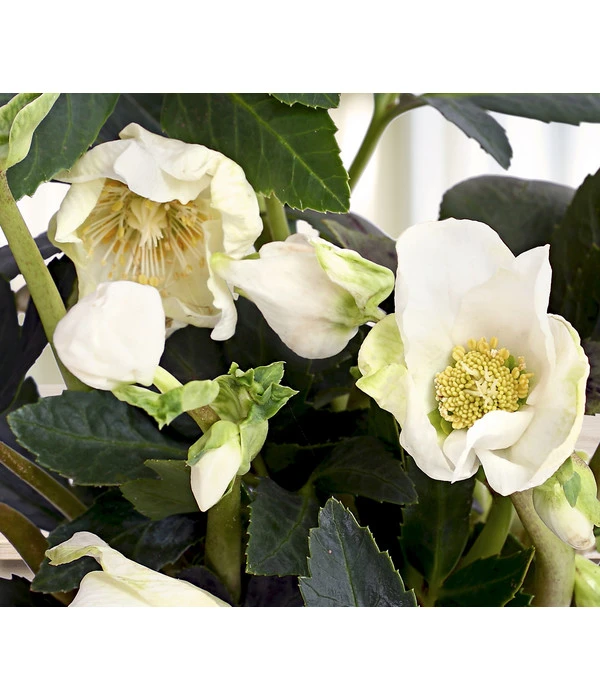 Christrose 'HGC® Jesko' 3 Christrose 'HGC® Jesko'