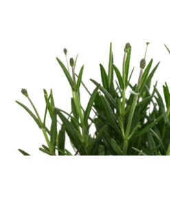 Lavendel 'Royal Blue' -Ecopots Garten Geschaft 8097545 WE DE 001 LavendelRoyalBlue1L