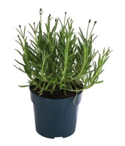 Neue Veröffentlichungen -Ecopots Garten Geschaft 8097545 WE FS 001 LavendelRoyalBlue1L