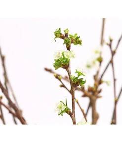 Kirschzweige-Bund, Ca. 80-100 Cm -Ecopots Garten Geschaft 8149049 WE DE 001 KirschzweigeBundDehnerExpressHerzig 1