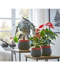 Große Flamingoblume - Anthurium Andreanum 'Adios', Verschiedene Sorten -Ecopots Garten Geschaft 8201253 8736266 8203408 PR MO 003 Anthurien02GC18