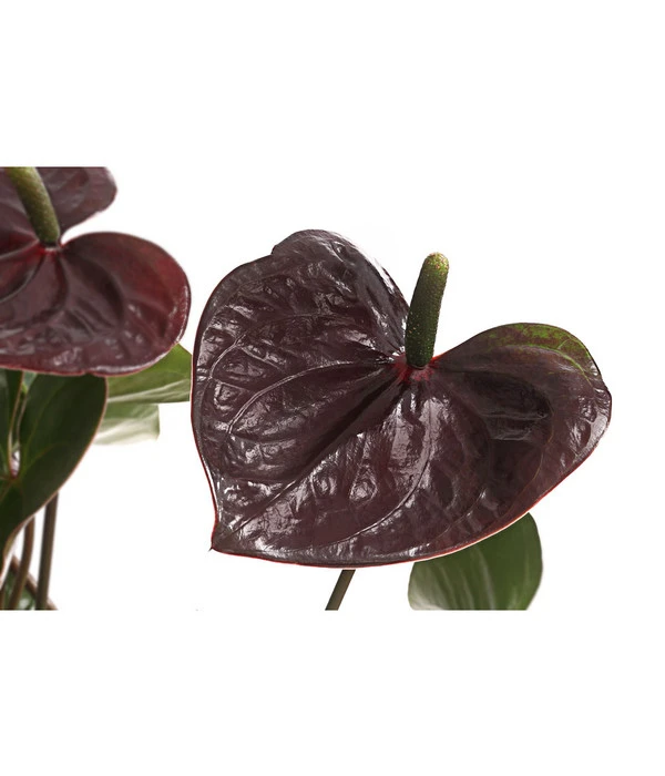 Flamingoblume - Anthurium Andreanum 'Brown Giant' 4 Flamingoblume - Anthurium Andreanum 'Brown Giant' – Bild 2