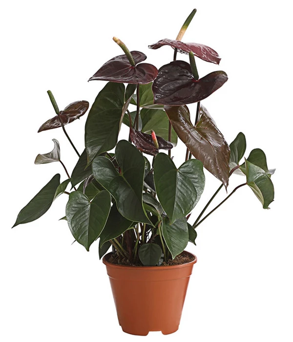 Flamingoblume - Anthurium Andreanum 'Brown Giant' 3 Flamingoblume - Anthurium Andreanum 'Brown Giant'