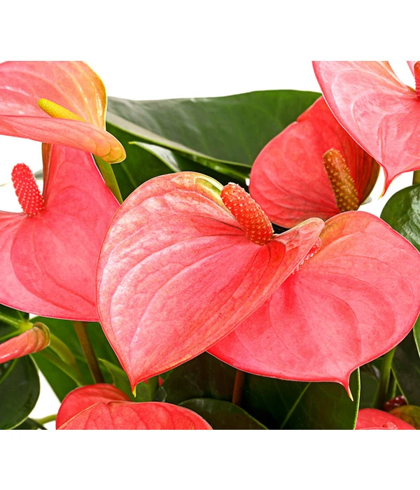 Große Flamingoblume - Anthurium Andreanum, Rosa 5 Große Flamingoblume - Anthurium Andreanum, Rosa – Bild 3