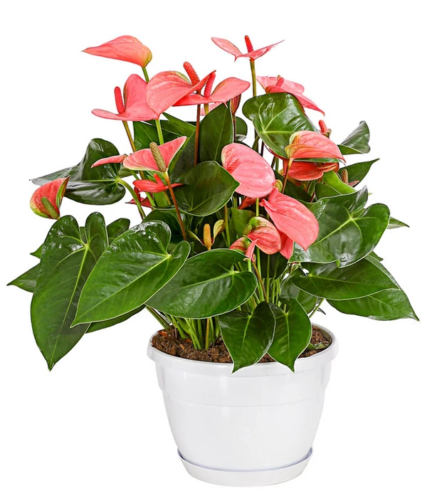 Große Flamingoblume - Anthurium Andreanum, Rosa 3 Große Flamingoblume - Anthurium Andreanum, Rosa
