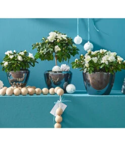 Zimmerazalee - Rhododendron Simsii, Busch -Ecopots Garten Geschaft 8205148 8205171 8205379 82005148 PR MO 020 AzaleenAzaleaT12UveSauer