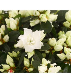 Zimmerazalee - Rhododendron Simsii, Busch -Ecopots Garten Geschaft 8205379 WE DE 001 AzaleeAzaleaBuschT14DehnerExpressHerzigOW