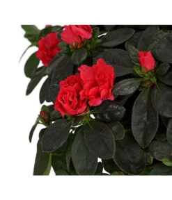 Zimmerazalee - Rhododendron Simsii, Busch -Ecopots Garten Geschaft 8205379 WE DE 003 AzaleeAzaleaBuschMixT14DehnerExpressHerzigOW