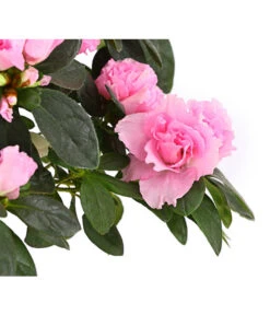 Zimmerazalee - Rhododendron Simsii, Busch -Ecopots Garten Geschaft 8205379 WE DE 004 AzaleeAzaleaBuschMixT14DehnerExpressHerzigOW