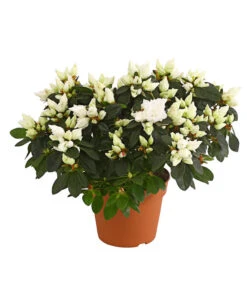 Zimmerazalee - Rhododendron Simsii, Busch -Ecopots Garten Geschaft 8205379 WE FS 001 AzaleeAzaleaBuschT14DehnerExpressHerzigOW
