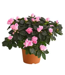 Zimmerazalee - Rhododendron Simsii, Busch -Ecopots Garten Geschaft 8205379 WE FS 004 AzaleeAzaleaBuschMixT14DehnerExpressHerzigOW
