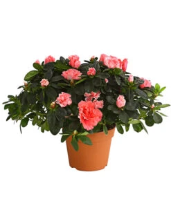 Zimmerazalee - Rhododendron Simsii, Busch -Ecopots Garten Geschaft 8205379 we FS 002 AzaleeAzaleaBuschMixT14DehnerExpressHerzigOW