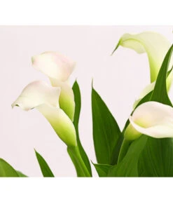 Zimmercalla - Zantedeschia Albomaculata, Verschiedene Sorten -Ecopots Garten Geschaft 8210734 WE DE 001 CallaOWDehnerExpressHerzig