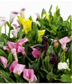 Zimmercalla - Zantedeschia Albomaculata, Verschiedene Sorten -Ecopots Garten Geschaft 8210734 WE DE 002 ZantedeschiaHybrideMixEvaWunderlich