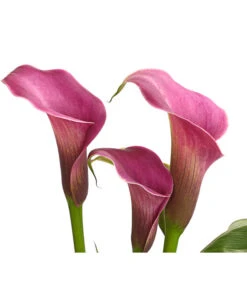Zimmercalla - Zantedeschia Albomaculata, Verschiedene Sorten -Ecopots Garten Geschaft 8210734 WE DE 002 ZantedeschiaHybrideT12owDehnerExpressHerzig