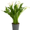 Zimmercalla - Zantedeschia Albomaculata, Verschiedene Sorten 2 Zimmercalla - Zantedeschia Albomaculata, Verschiedene Sorten -Ecopots Garten Geschaft 8210734 WE FS 001 CallaOWDehnerExpressHerzig